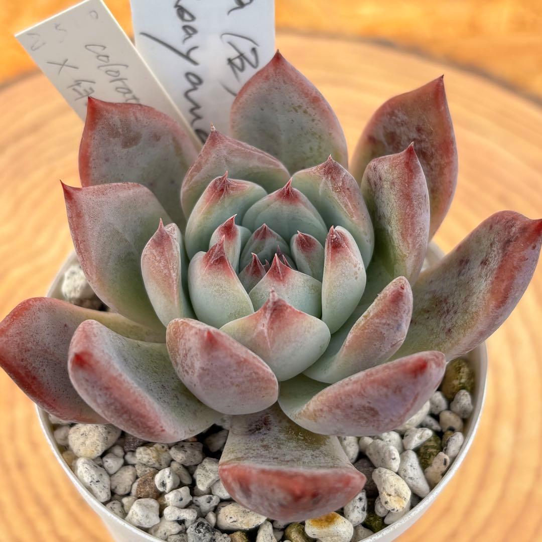 35.【札付き】石田コロラータ×臼田リンゼアナ サボテン相談室 多肉