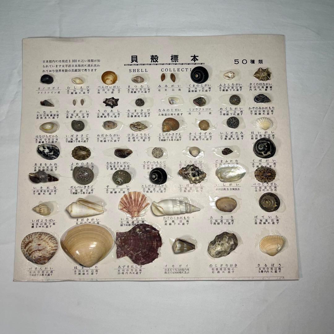 貝殻標本 50種類 海 貝殻 夏 自由研究 - メルカリ