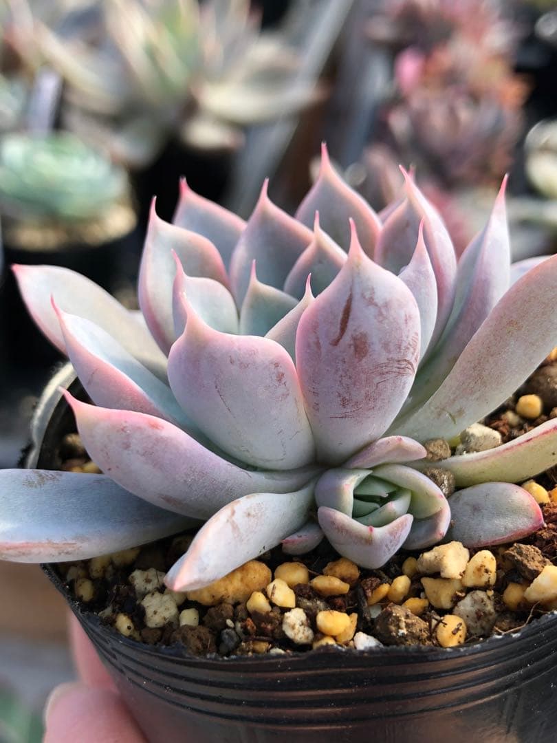 多肉植物 miyaさん苗♡9品種抜き苗セット - メルカリ