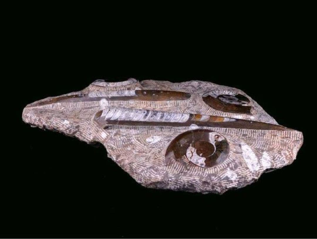 アンモナイト化石 大型標本⭐︎着払 アンモナイト｜化石標本・分売｜化石販売・鉱物販売の東京サイエンス