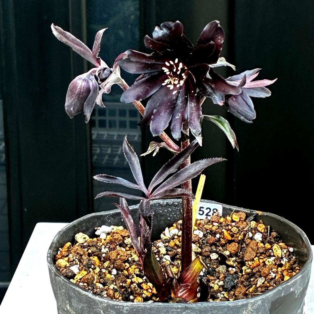 ゴ*ー様 3528☘️ラスト2☘️蕾花付☘️⭐️ブラックマジック⭐️テカテカ⭐️