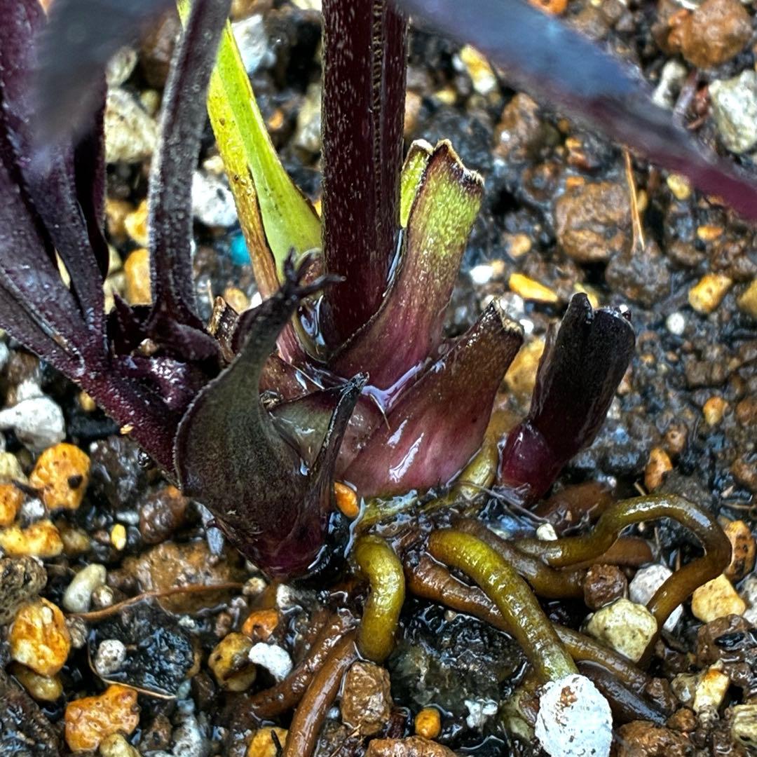 ゴ*ー様 3528☘️ラスト2☘️蕾花付☘️⭐️ブラックマジック⭐️テカテカ⭐️