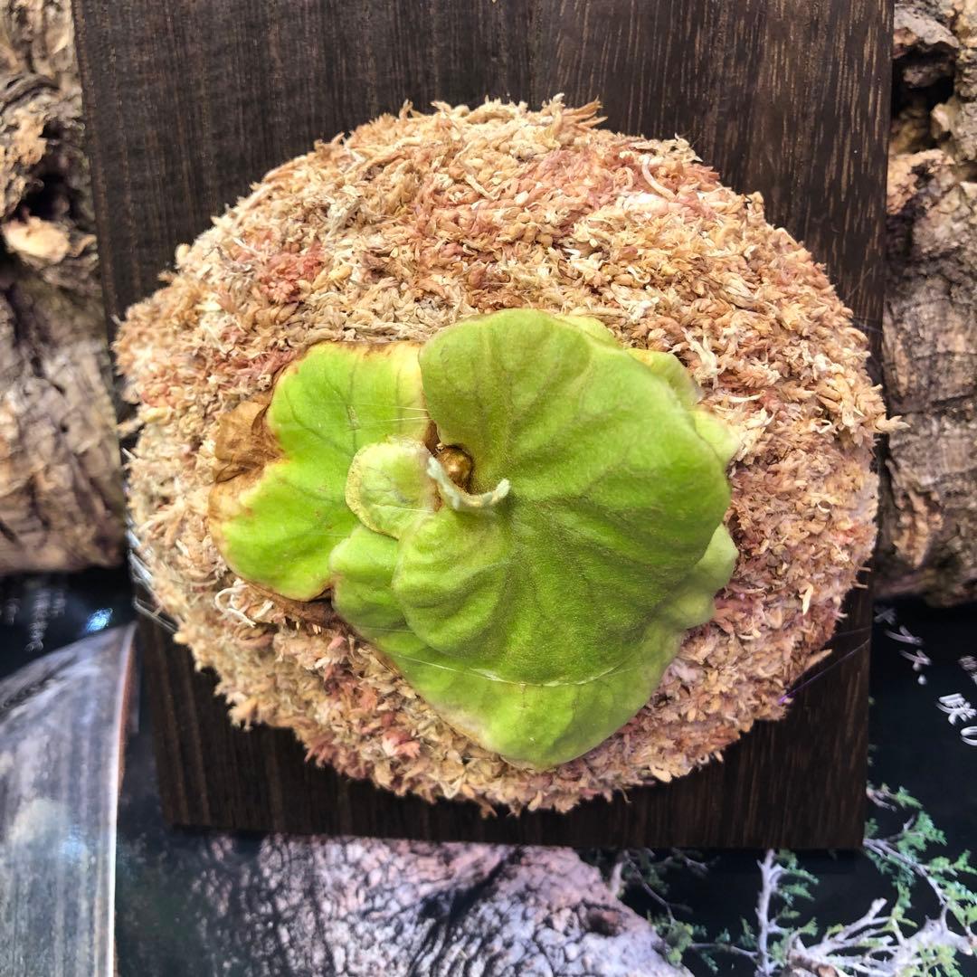 ビカクシダ リドレイ シルベリー マダガスカリエンセ 3株セット 板付け