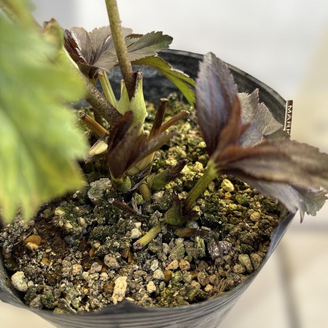 ポーセリンss 大木ナーサリー クリスマスローズ タグ付き 現品 開花株