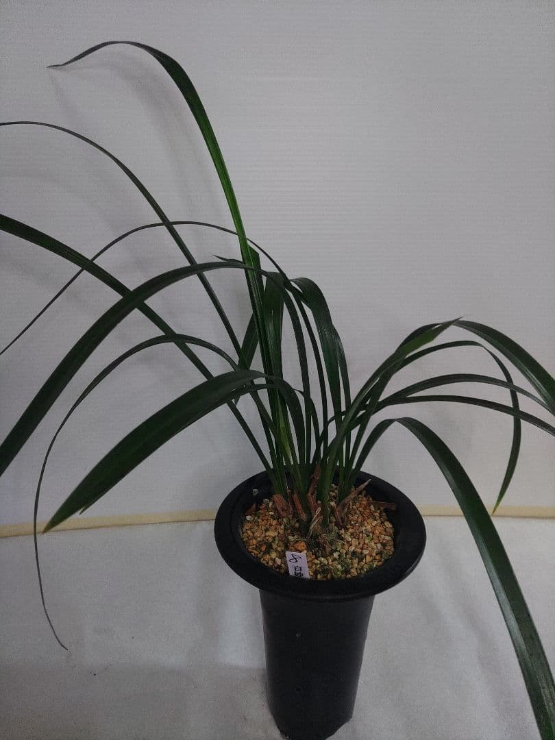 寒蘭　白妙 Yahoo!オークション - 寒蘭 登録銘品・白妙 種木 素芯 6