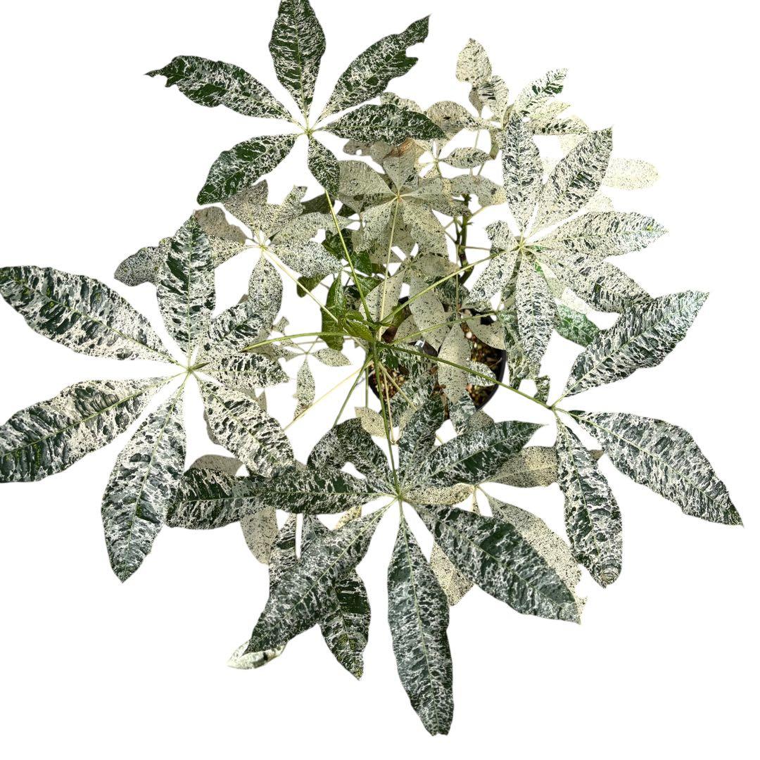 確認用NAO様専用 パキラ ミルキーウェイ 斑入り 4箇所接木 太幹 80cm