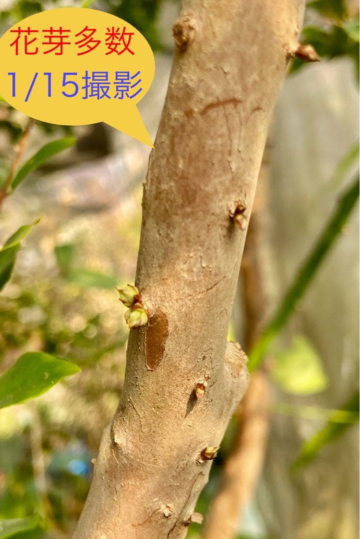 青木 禎斉様用 正月特価1万値下❗️耐寒ジャボチカバ 小葉ミウーダ大株