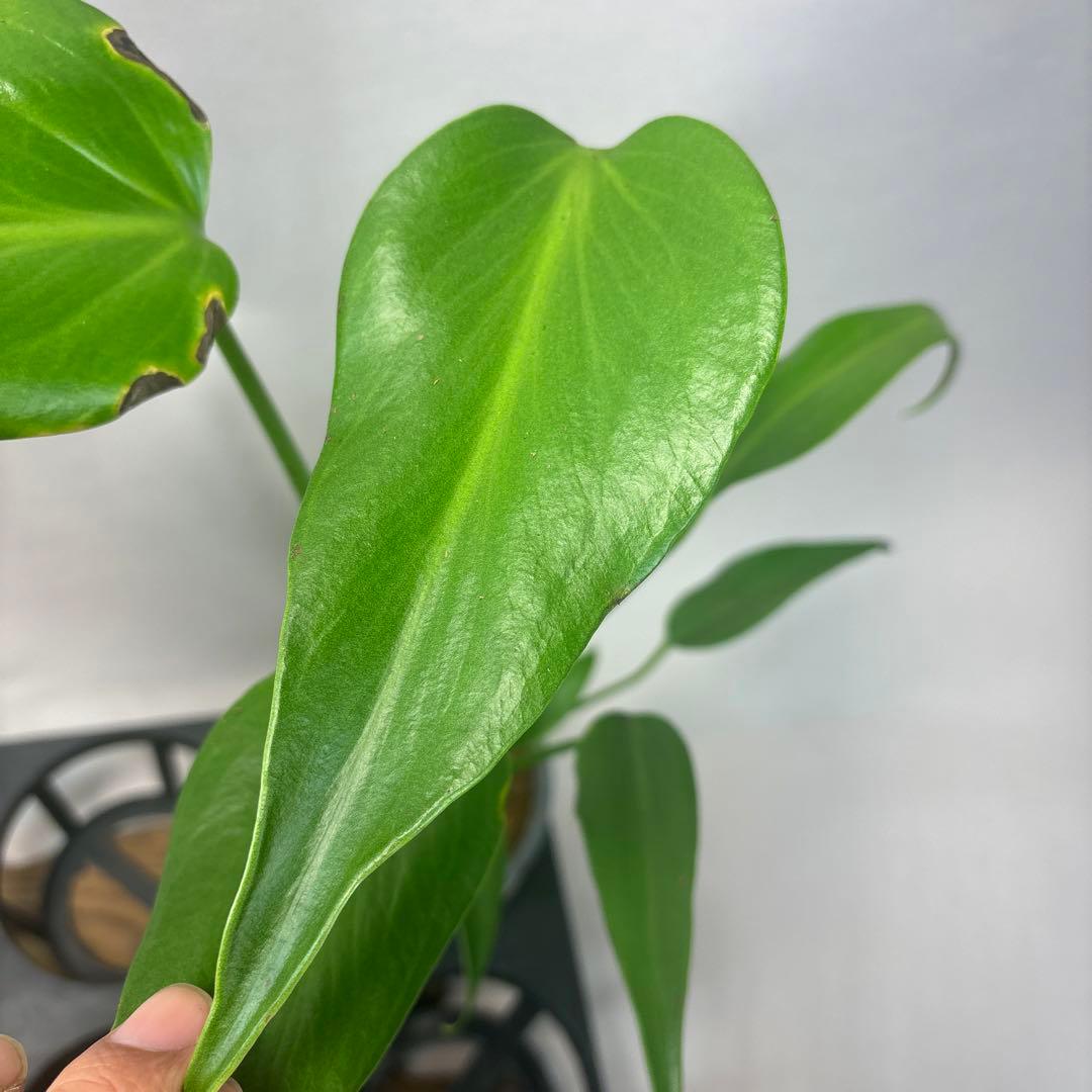 5株セットms45ちょっと傷あり モンステラ バールマルクスフレーム