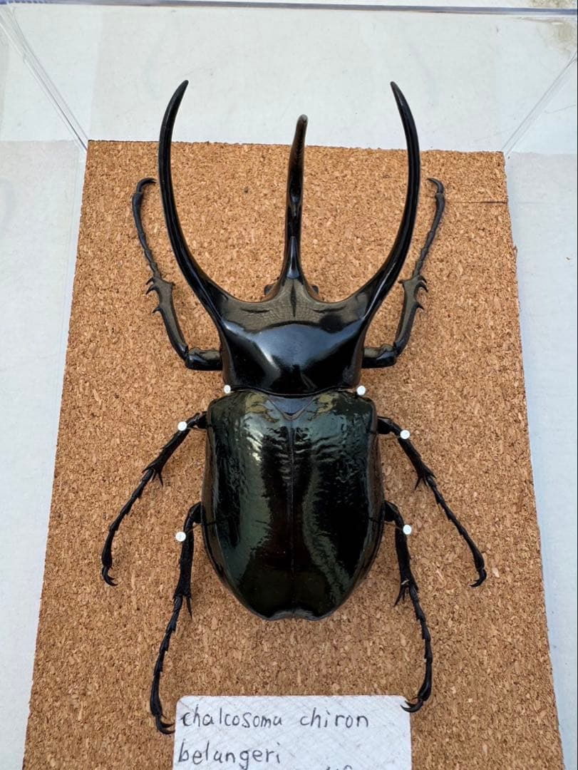 標本 タイリクコーカサスオオカブト 106ミリ - メルカリ