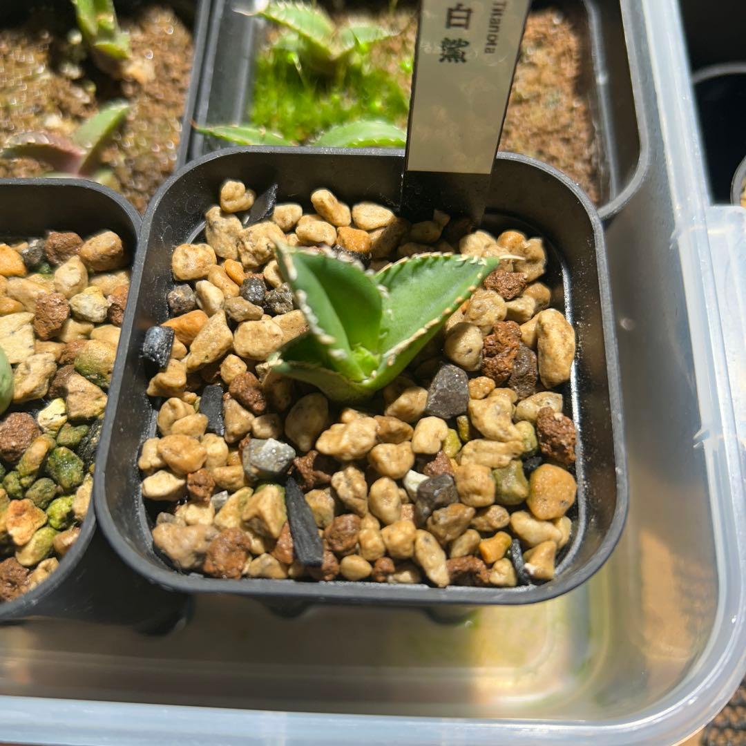 アガベ チタノタ 大白鯊 - メルカリ