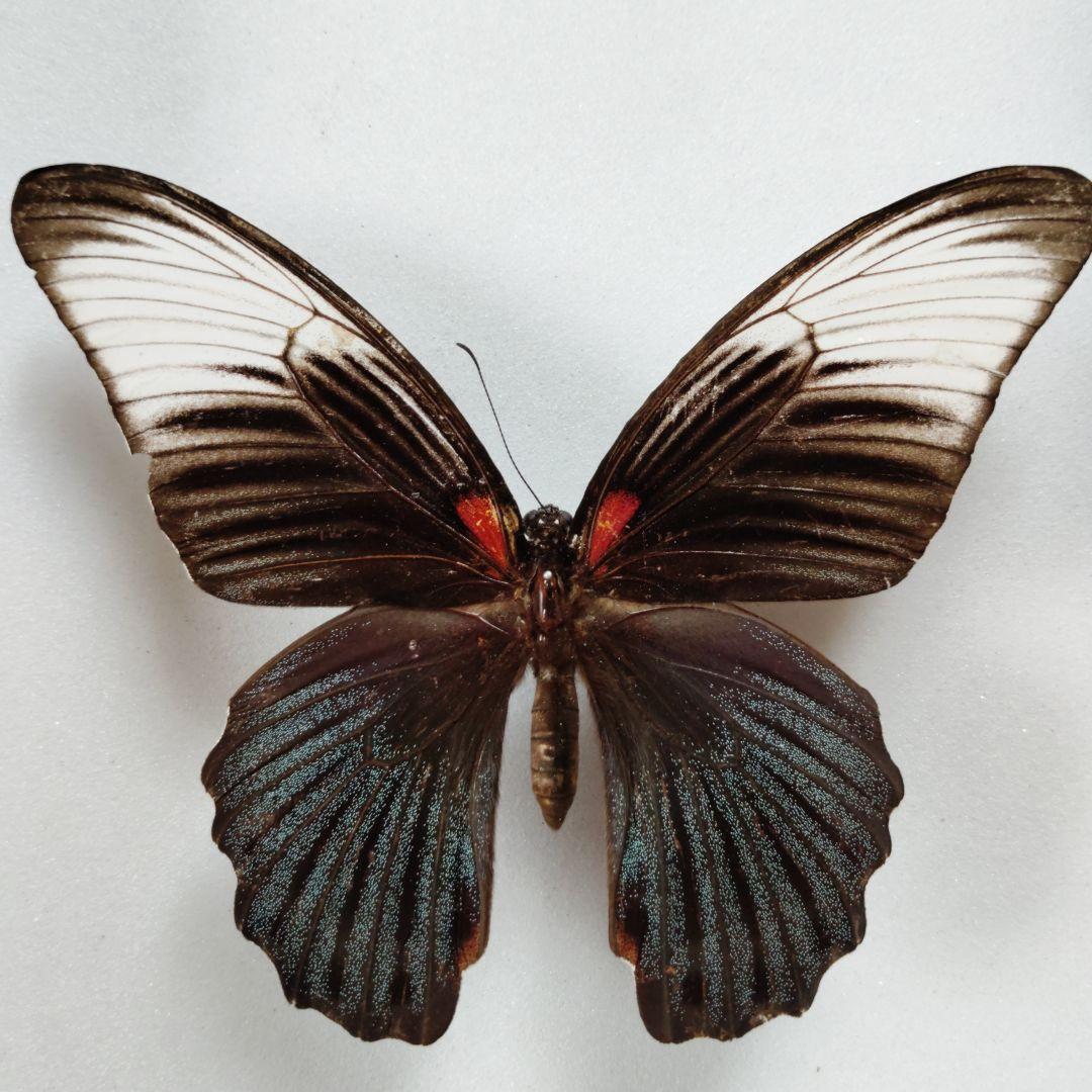 ナガサキアゲハ　特異な型　singkep産 ナガサキアゲハ - 胡蝶の杜