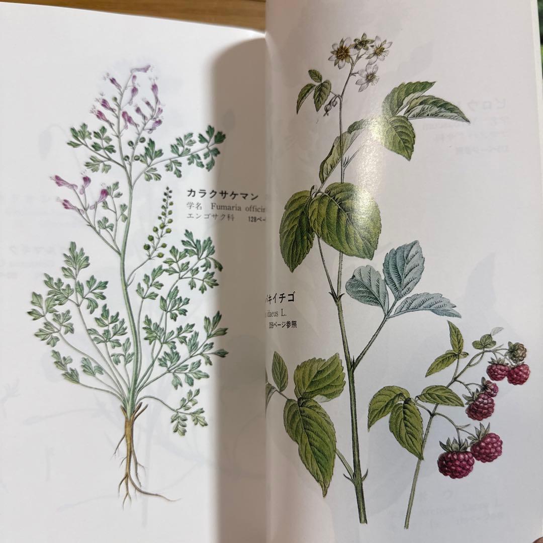 メッセゲ氏の薬草療法 ハーブ 薬草 自然療法 本 自然の友社 モーリス