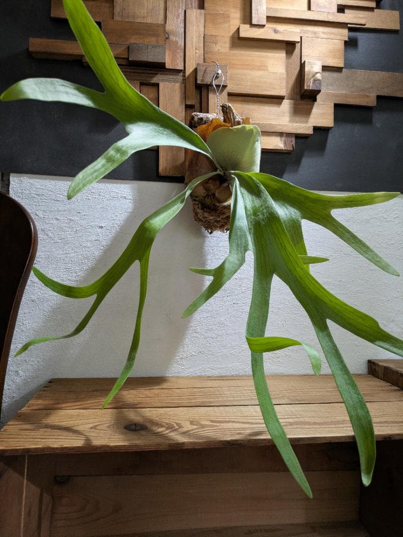 ハナ様ご依頼分プラティケリウム アルシコルネ＋チャイナビーン＋ヘテロクラダ ハナ様ご依頼分プラティケリウム アルシコルネ＋チャイナビーン＋