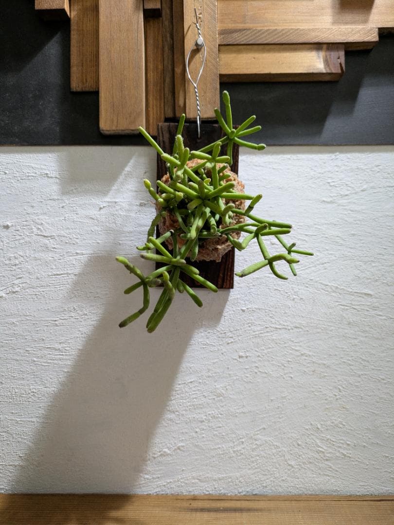 ハナ様ご依頼分プラティケリウム アルシコルネ＋チャイナビーン＋