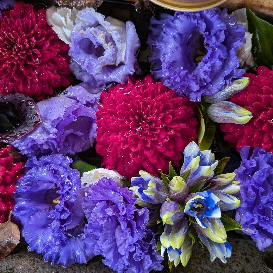 【限定】アリス チェスアリス～あの日の私の宝物～ | BABY, THE STARS SHINE BRIGHT