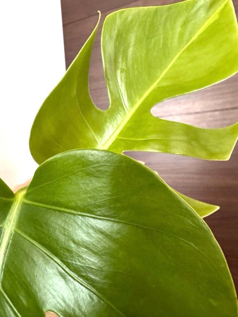 超希少】モンステラ デリシオーサ イエローマリリン トップカット 黄斑