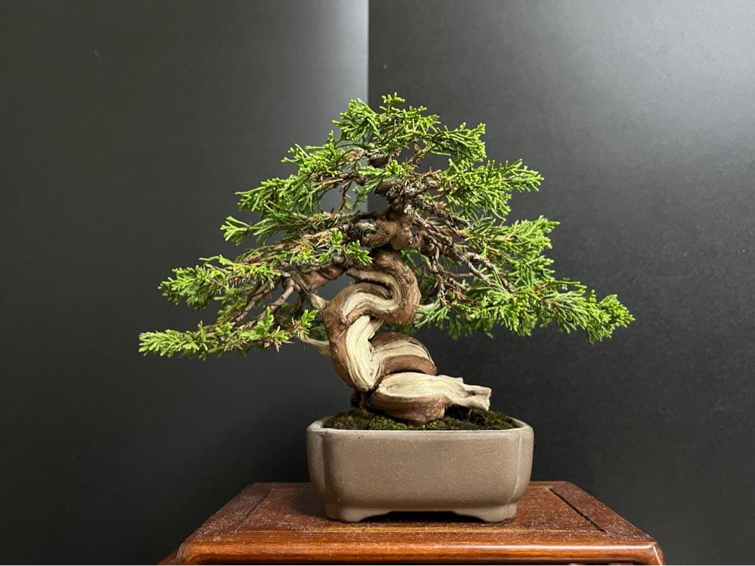 真柏盆栽 糸魚川真柏 捻転シャリ幹 樹高13cm 小品盆栽 (黒松、五葉松