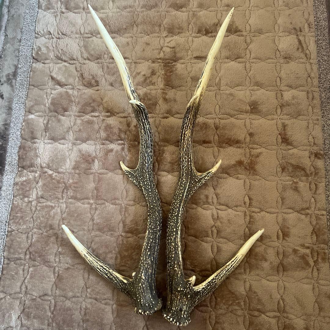 鹿の角 約70cm - メルカリ