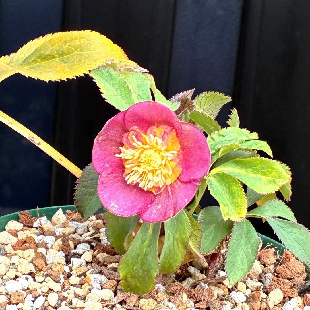 も*読様 3491☘️蕾花、タグ付き☘️金SD⭐️オーレア⭐️小輪⭐️金/紅ツー