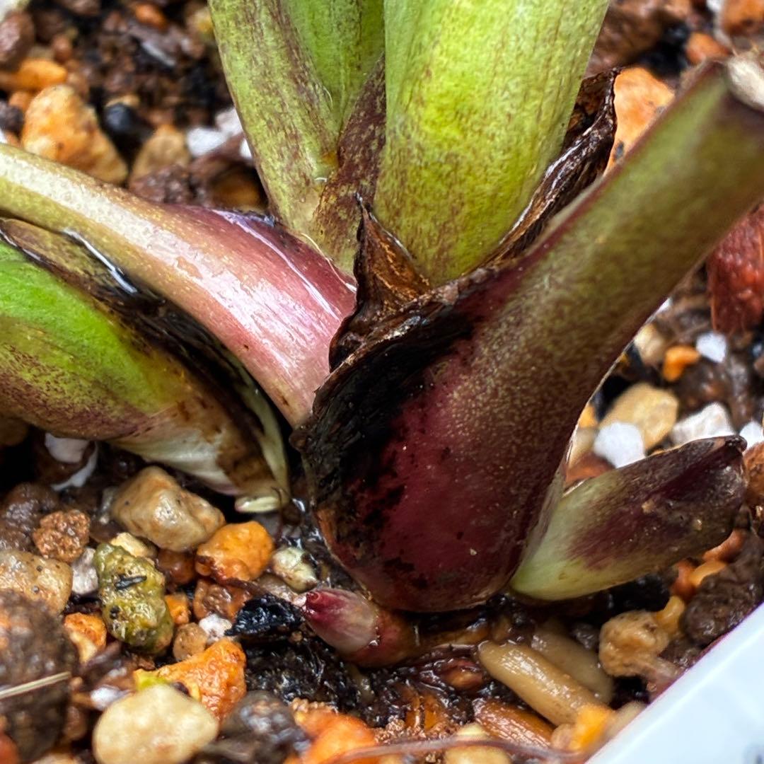 か*み様 3560☘️蕾花タグ付き☘️パステリッシュストレイン⭐️小輪⭐️優しい