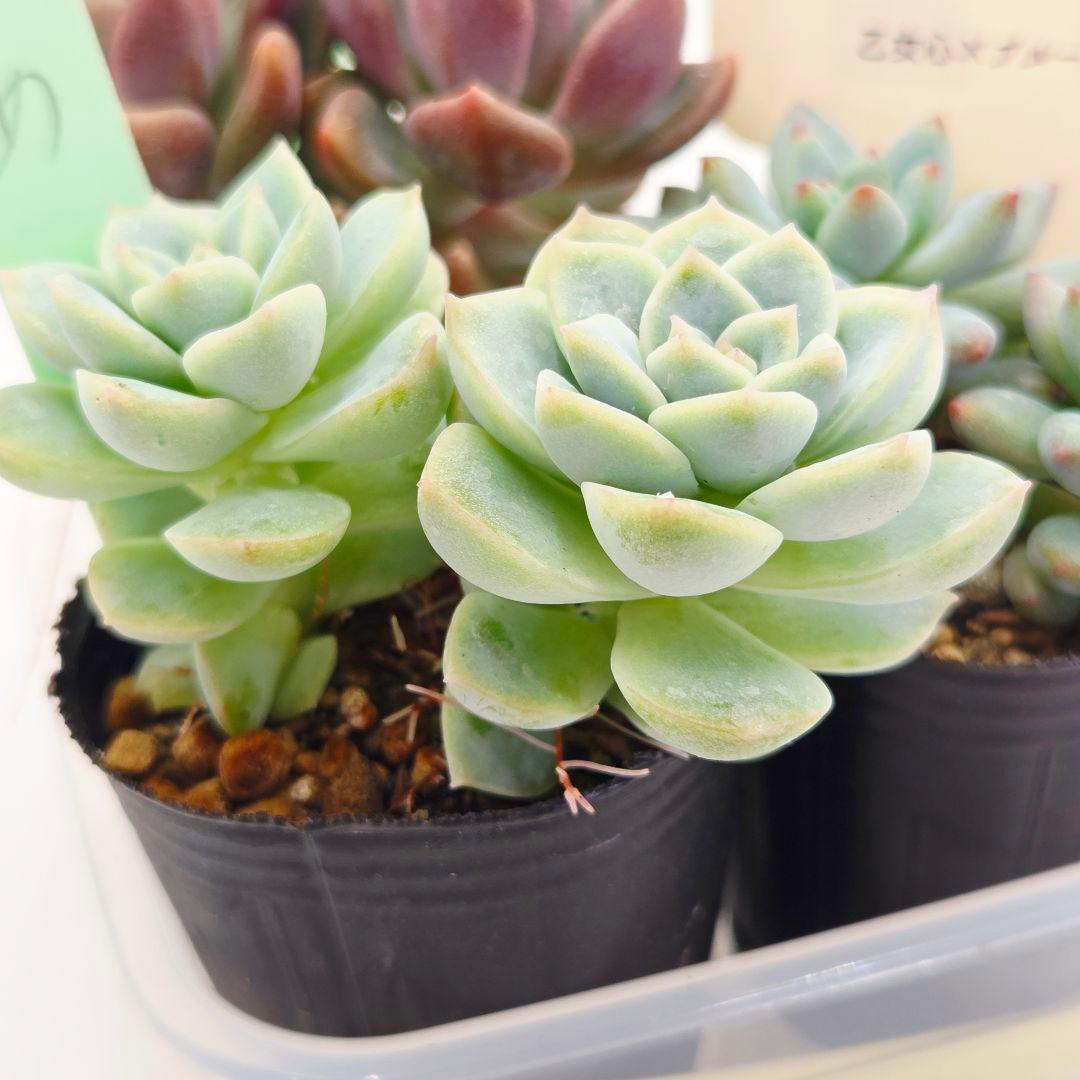 ⑯つらら❣️かもめ❣️バブリー❣️発根済!つぶつぶ屋さん ネコポス