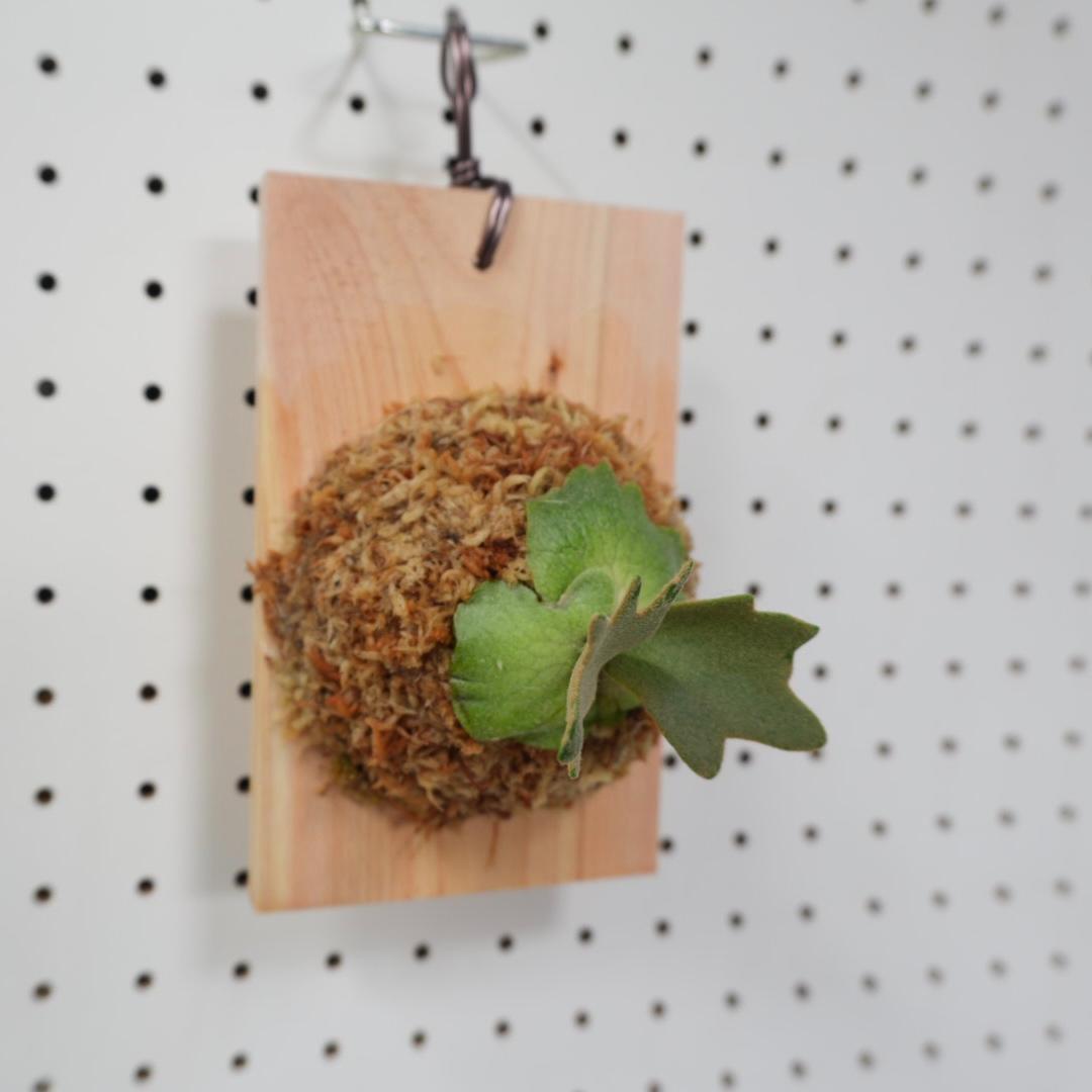 ビカクシダ YMDS ウィリンキー系 イエロームーンドワーフ スポア Y-5