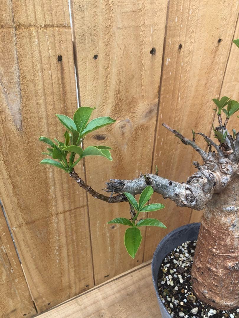 ✨バオバブの木 アダンソニアディギタータ 抜苗 セネガル 星の王子さま