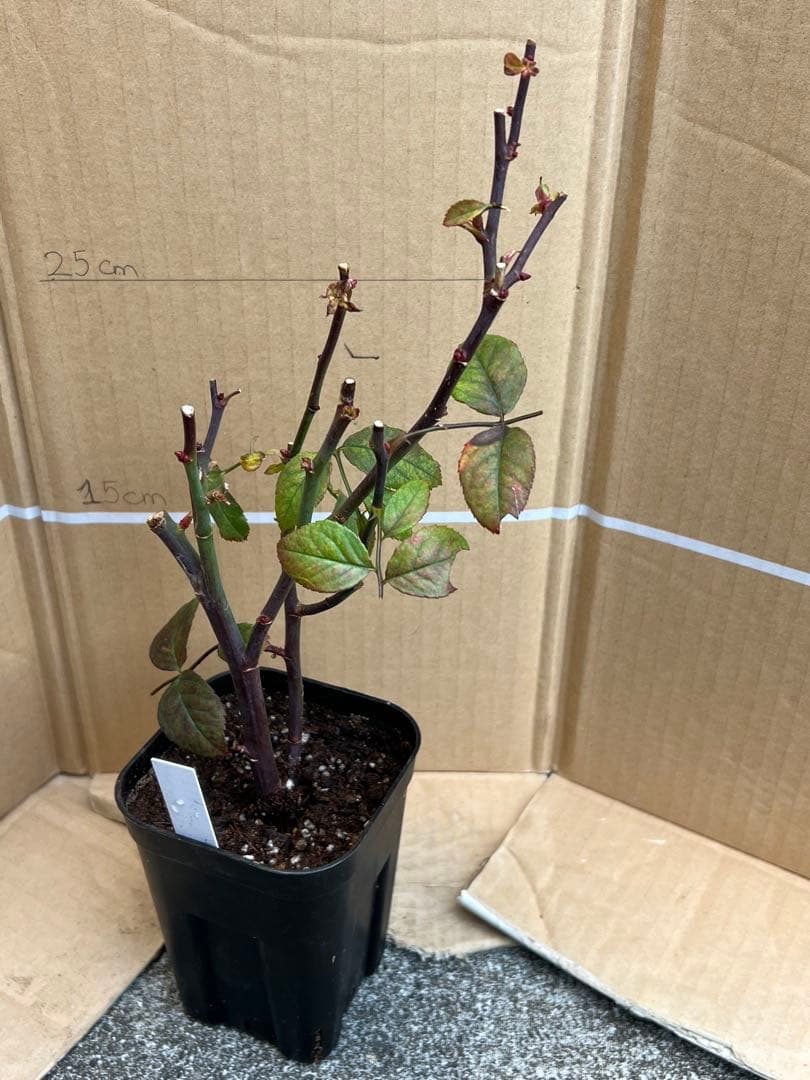 「古澤　蓮」切り花品種バラ苗　レア　4点