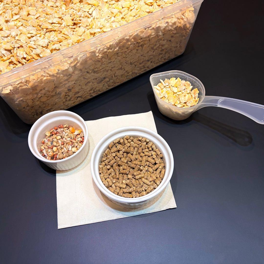 冷凍マウス アダルトM50匹 ※日時指定希望の方は必ず説明欄をお読み