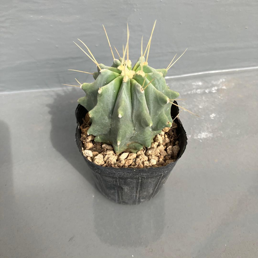サボテン 刺無王冠竜（フェロカクタス） 良型 6cm株 - メルカリ