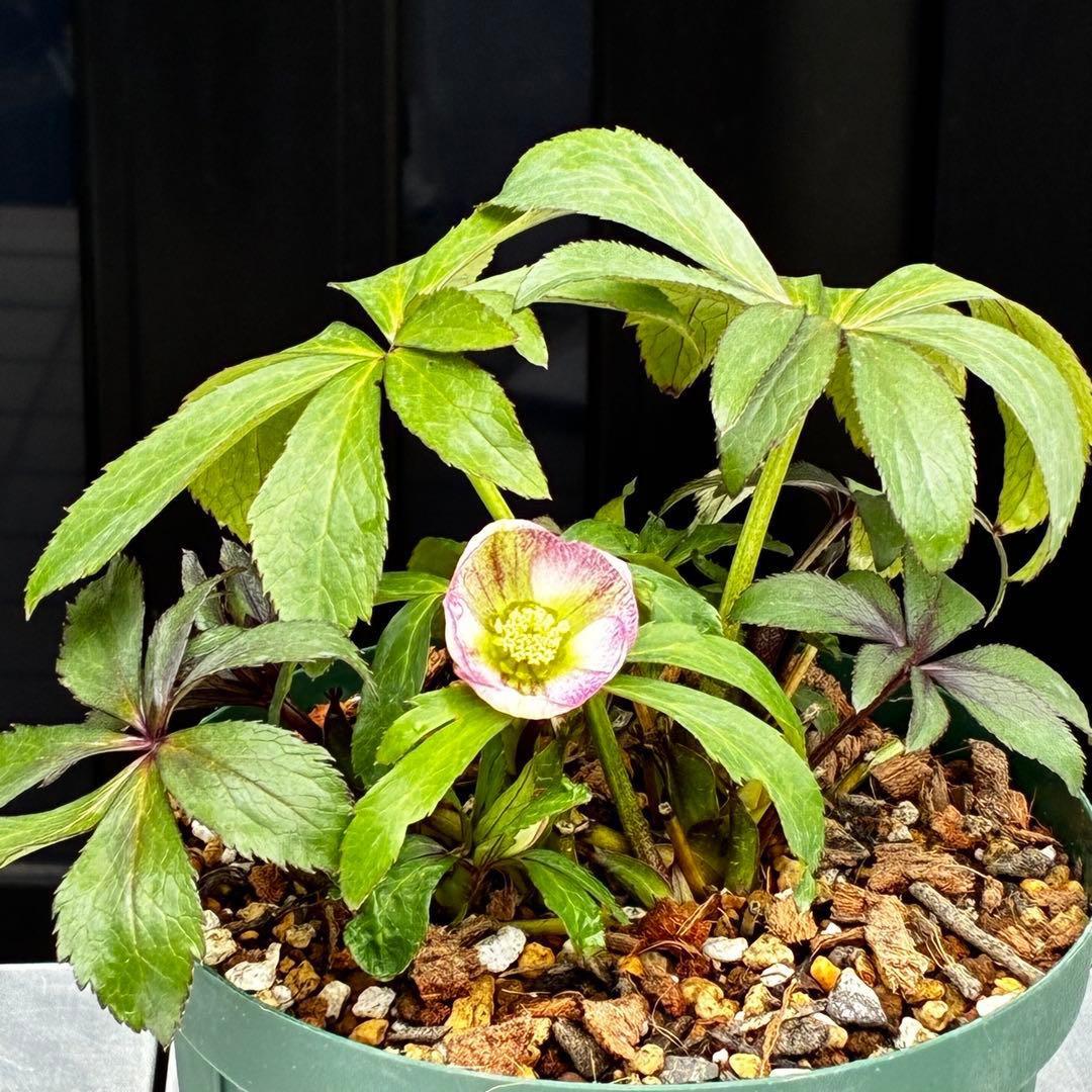 も*読様 3540☘️蕾花タグ付☘️オキシ交配⭐️超小輪⭐️超コロコロカップ⭐️