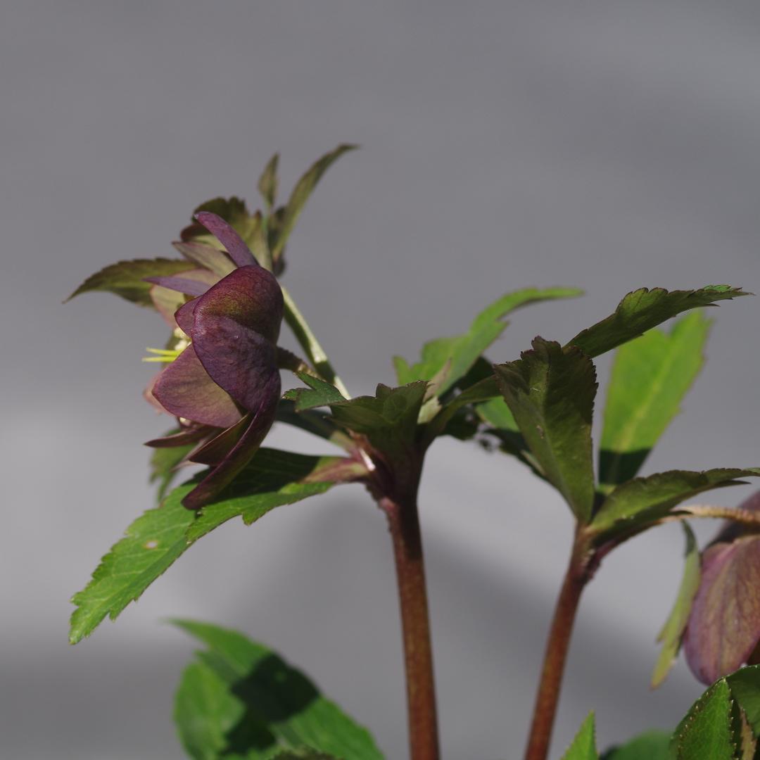 マリアルーベンス 強香 希少！ クリスマスローズ開花 加藤農園 7388