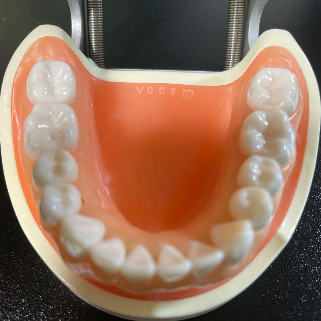 NISSIN歯科模型ニッシンデンタルモデルD18FE-500A-QF全て未形成歯