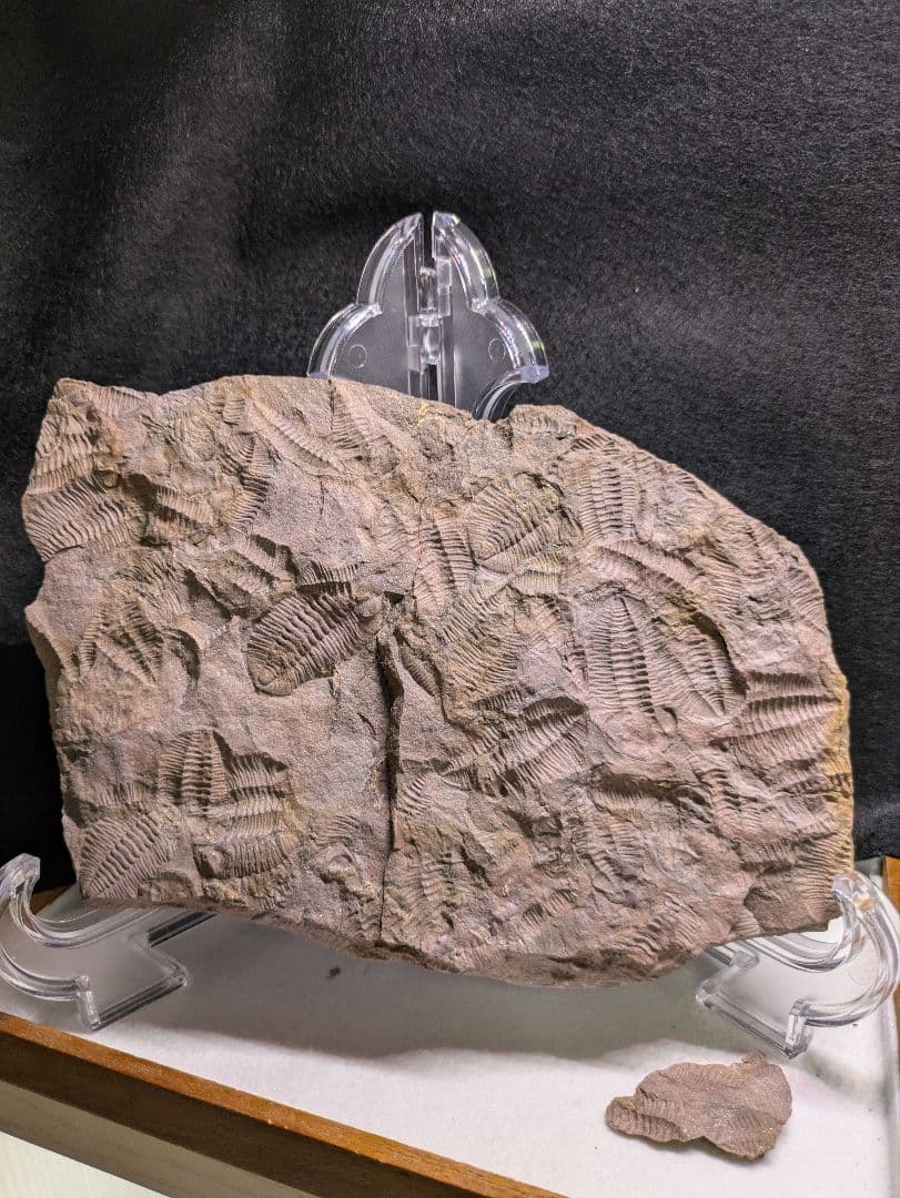 博物館級 三葉虫 群生 化石 標本 地学