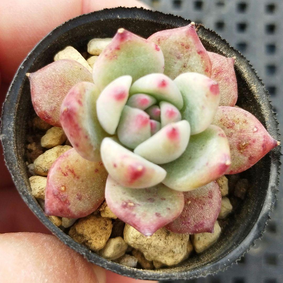 C*o様 中里リンゼアナ実生（カキコ）札なし - メルカリ