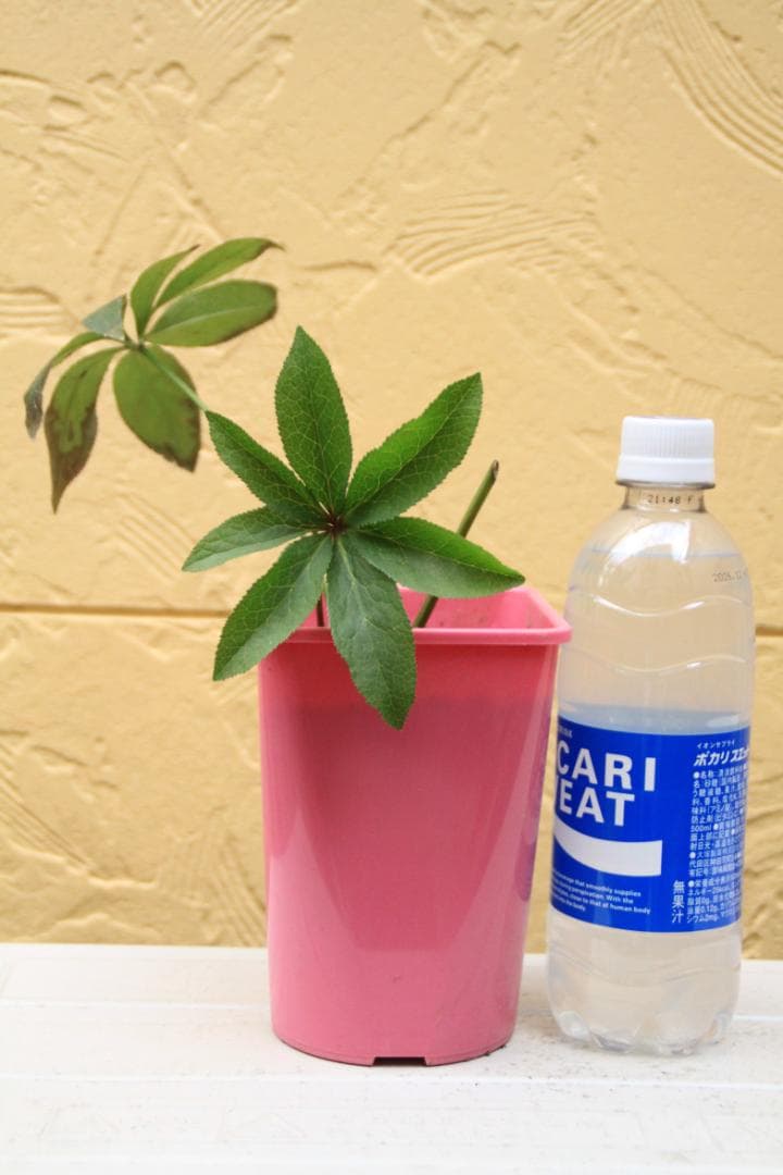 くり様ご確認用 クリスマスローズ未開花株（株分け 小さめ） - メルカリ