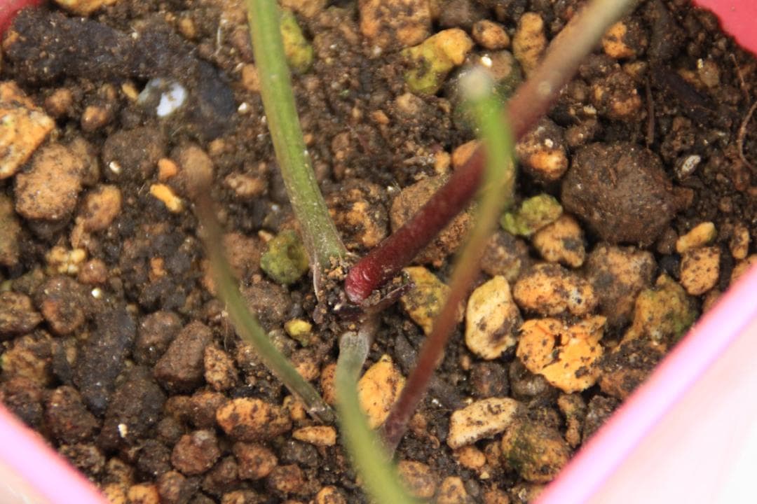 くり様ご確認用 クリスマスローズ未開花株（株分け 小さめ） - メルカリ