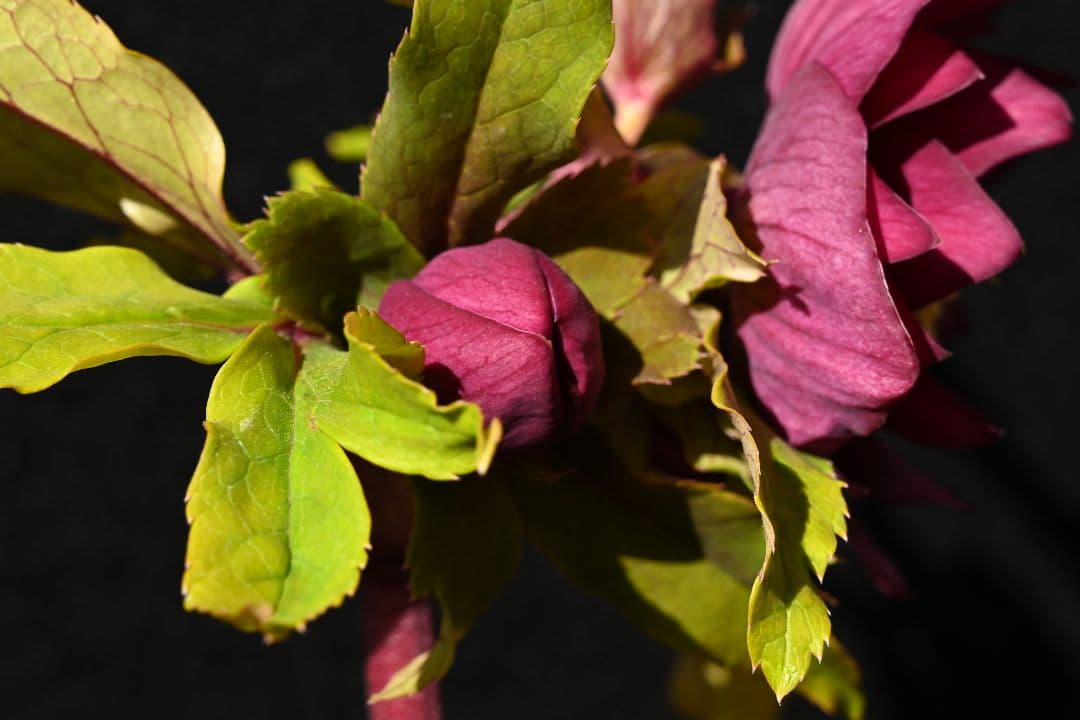 クリスマスローズ 認定ddレッドゴールドルビーフラッシュ 加藤農園