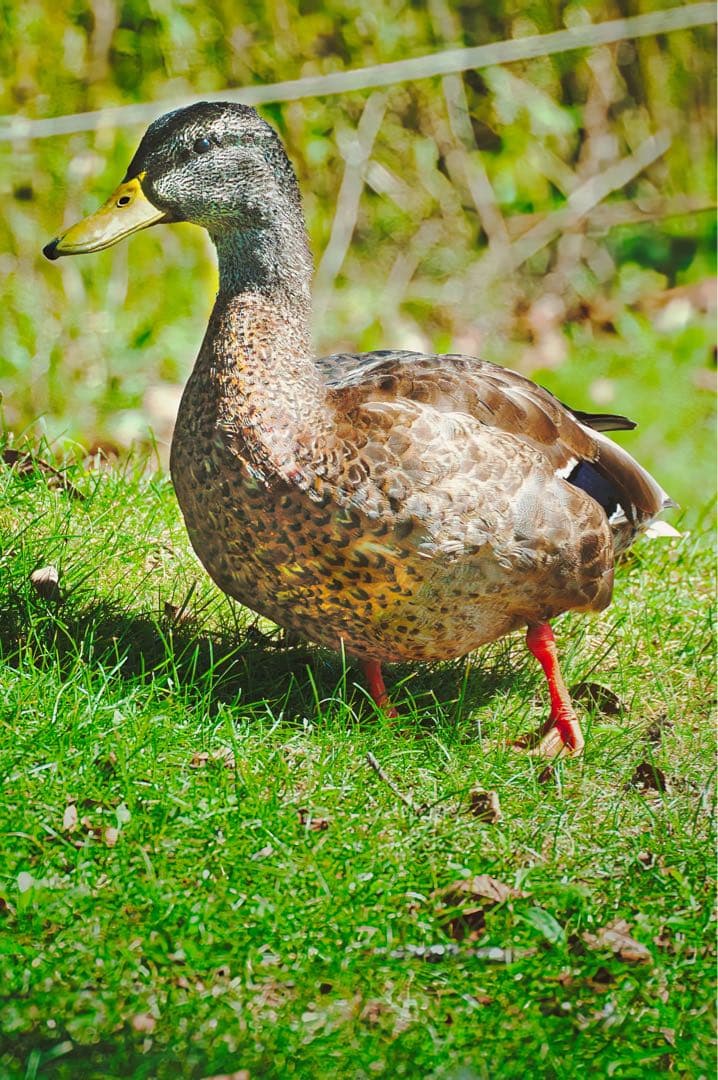（ニコンＦマウント用超望遠レンズ）SIGMA135-400mmf4.5-5.6