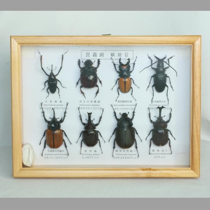 昆虫標本 カブト クワガタ 海外土産 - メルカリ