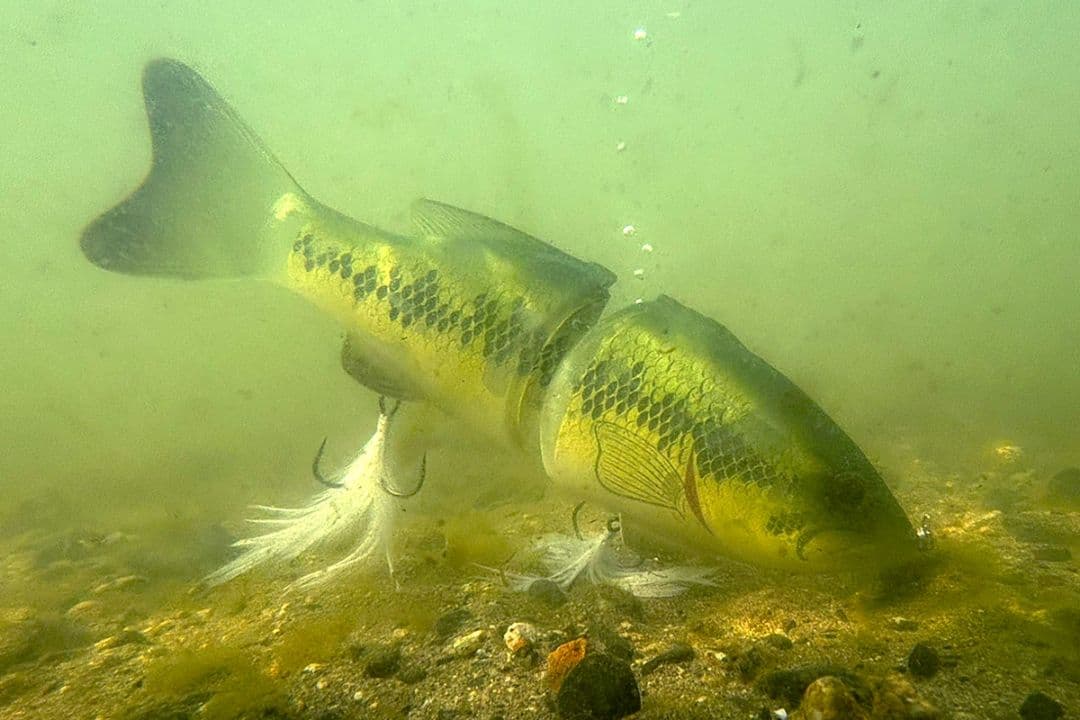 専用トイラージ deps コードネームバス SS メンバー限定 新品 デプス