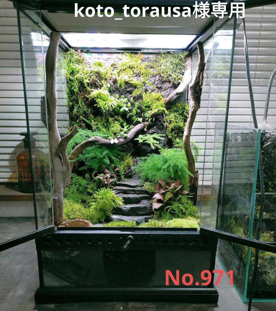 カエルリウム イモリウム アクアテラリウム koto_torausa - メルカリ
