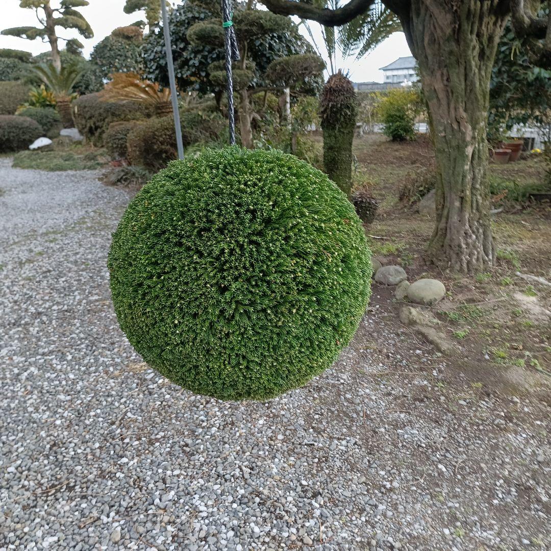 杉玉　直径約38ｃｍ 屋根なし 杉玉 直径約29cm 屋根付き - メルカリ