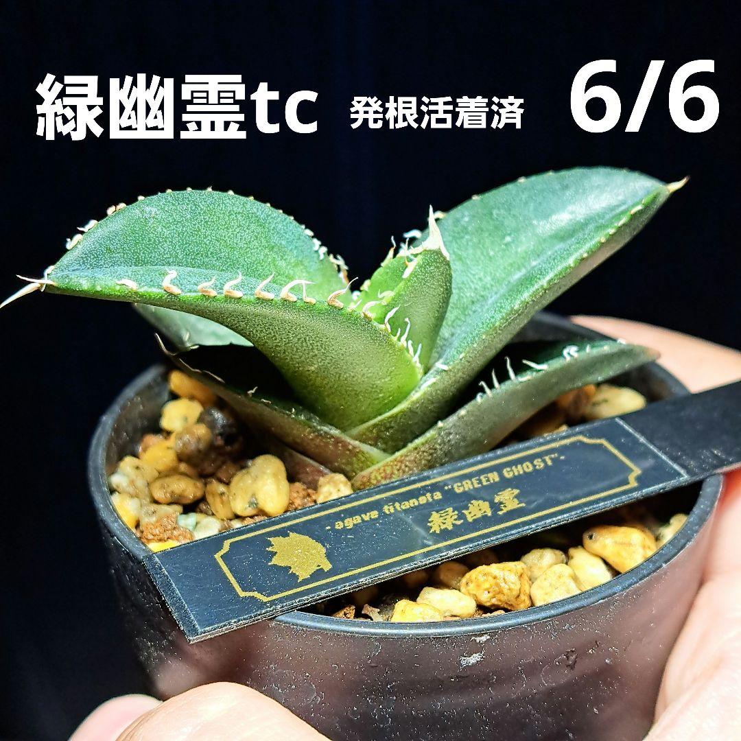 ☆大きめ☆発根済☆ ⑤アガベ チタノタ 緑幽霊 子株 - メルカリ