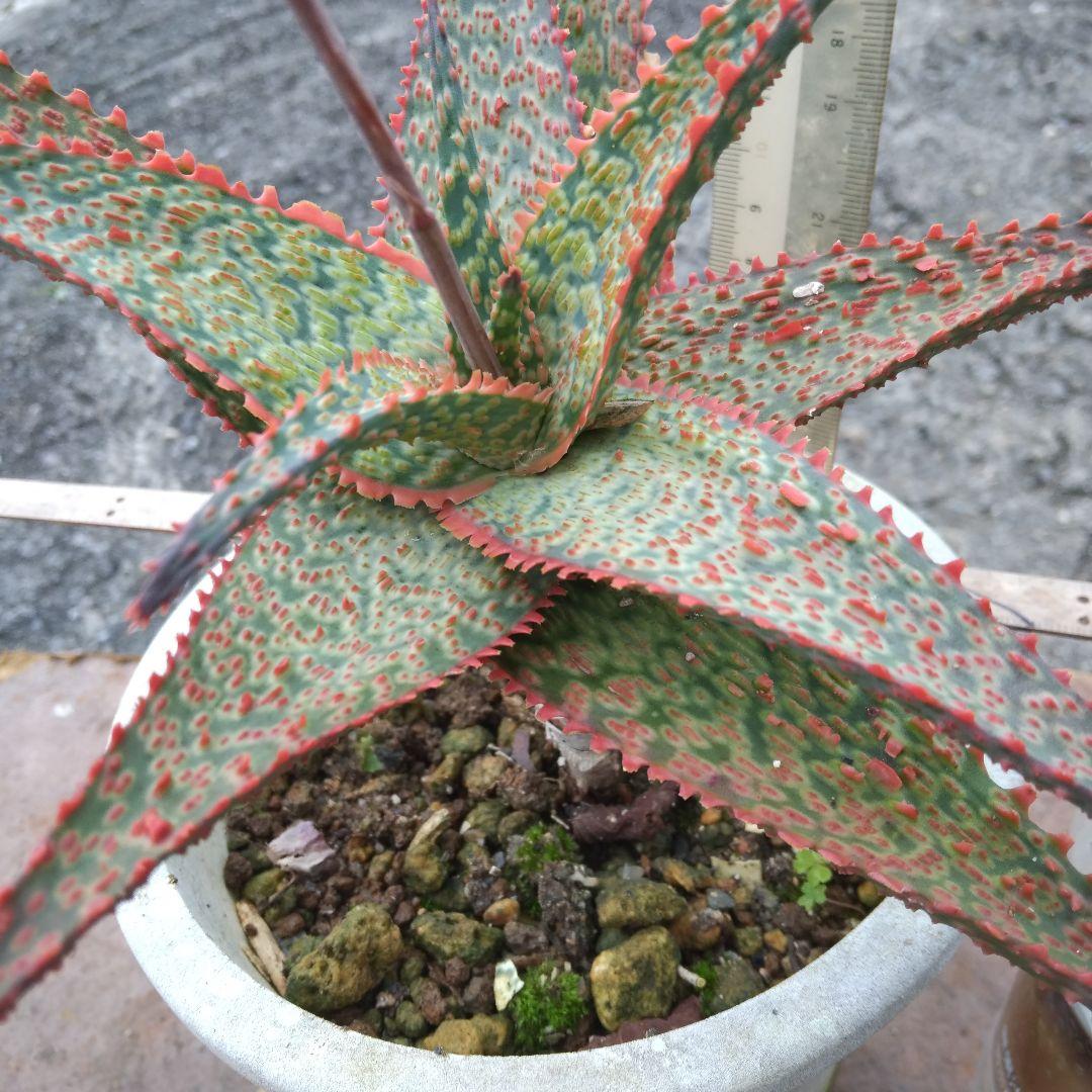 多肉植物アロエ デビルグループ ドラゴン抜き苗一株 - メルカリ