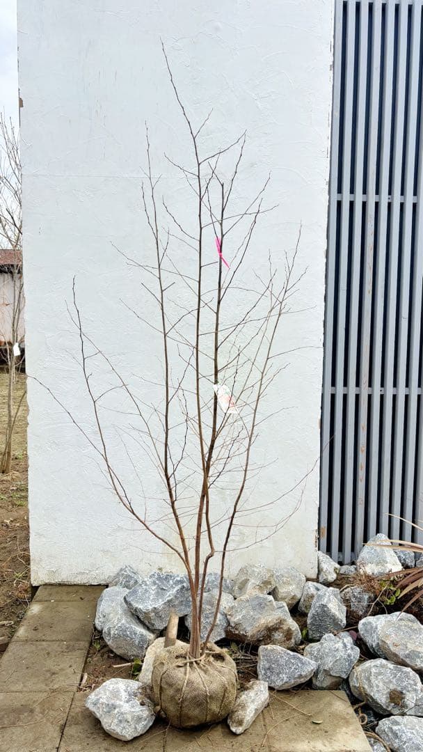 希少。赤花エゴノキピンクチャイム株立ち1.8M(鉢底から)品番B - メルカリ