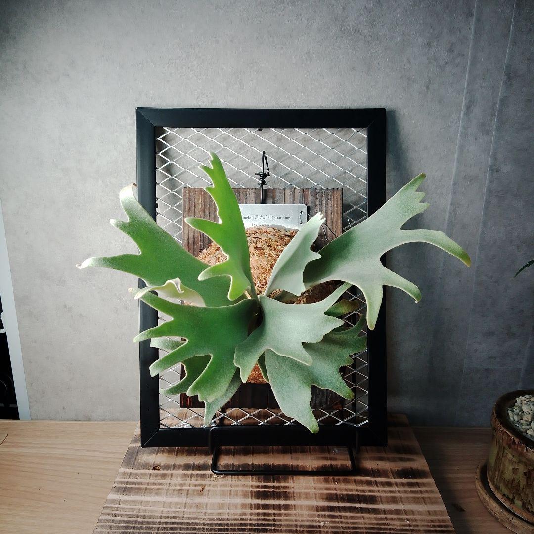 P. willinckii 月光爪哇（ゲッコウジャワ）