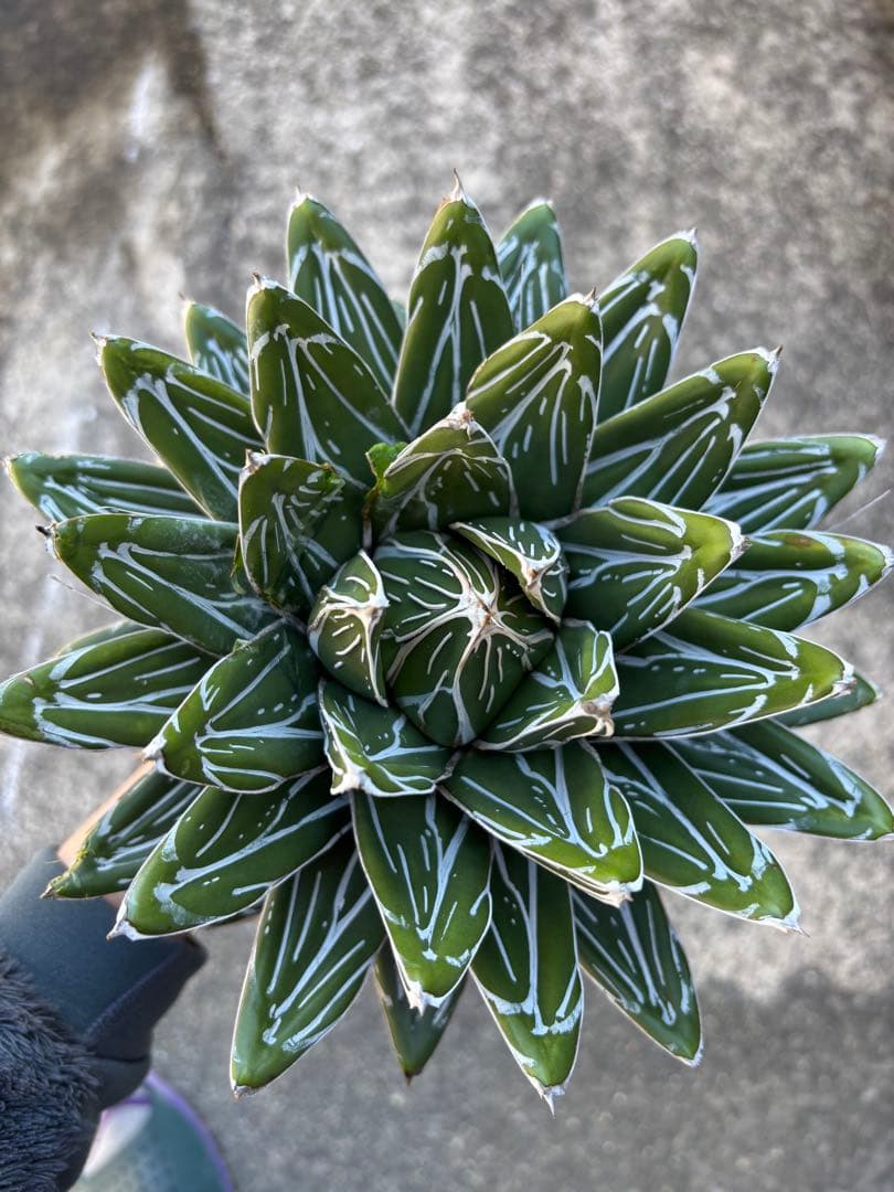 アガベ　笹の雪　親株販売　極上株　特選品 アガベ 特選笹の雪（S-1） | hanayoshi-botanical