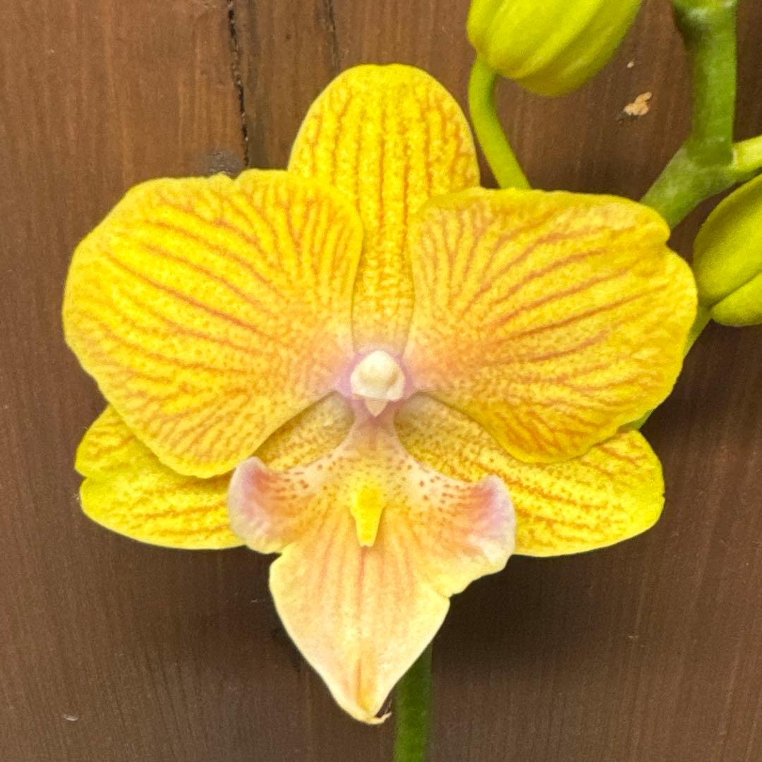 洋ラン 洋蘭 胡蝶蘭 交配種 コチョウラン Phal.Rochelle ロシェル