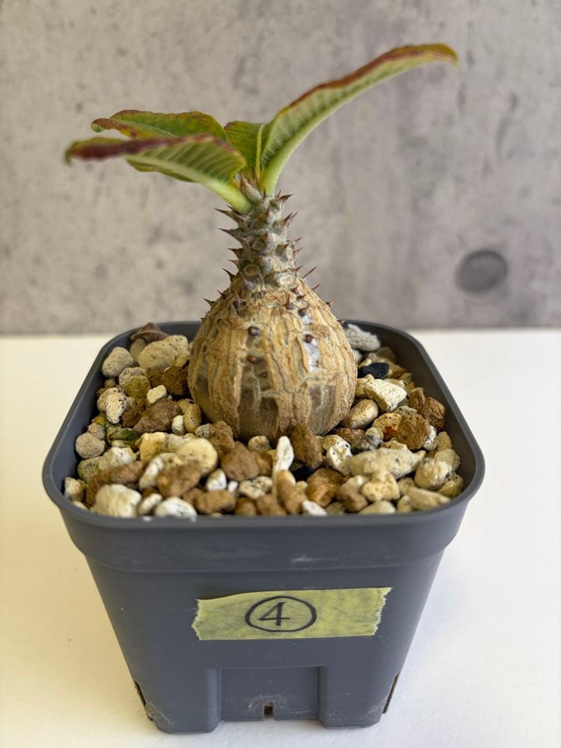 国内実生株 パキポディウム ウィンゾリー④ - メルカリ